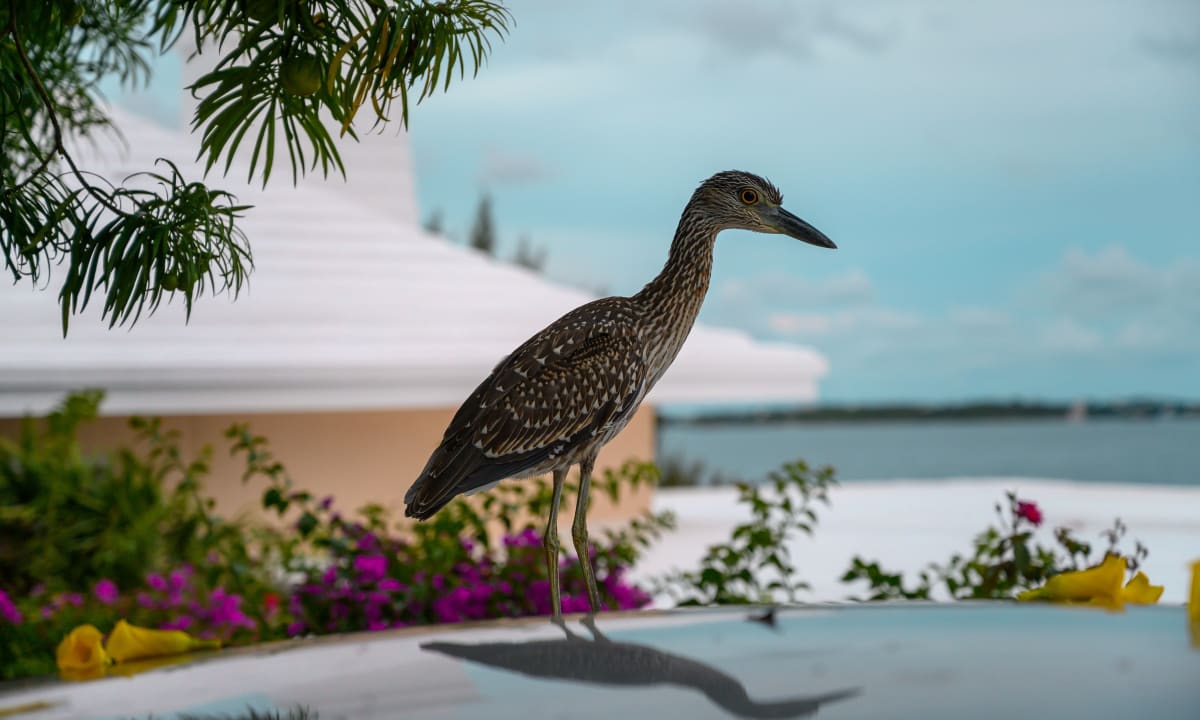 Photo of a bird in Bermuda by Clay Kaufmann on Unsplash