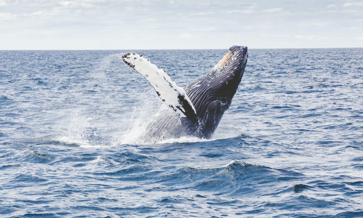 Photo of a humpback whale breaching the water by Thomas Kelley on Unsplash