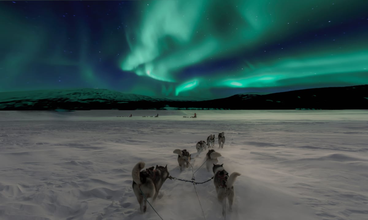 Photo of the Northern Lights in Norway and some dogs pulling a sled by Thomas Lipke on Unsplash