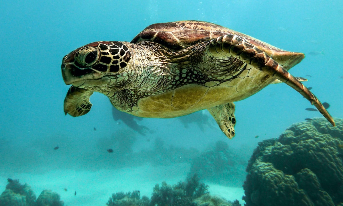 Photo of a turtle swimming in the ocean by Giorgia Doglioni on Unsplash