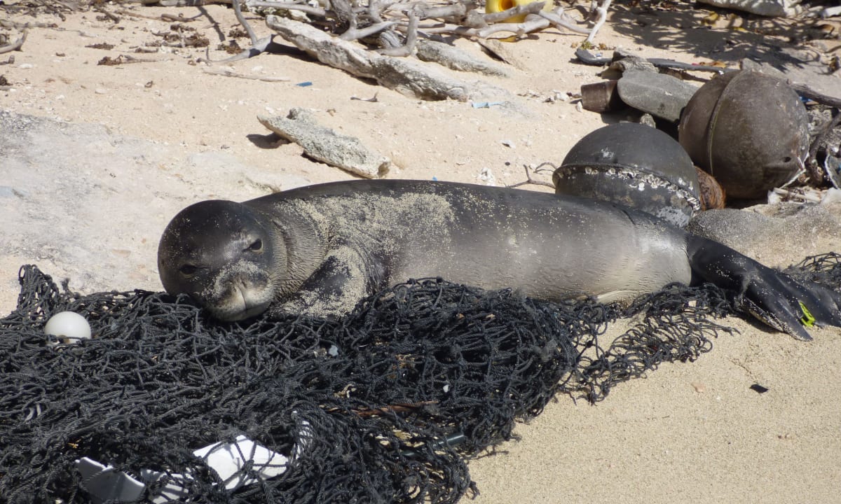 Photo of a seal lying amongst fishing debris by NOAA on Unsplash
