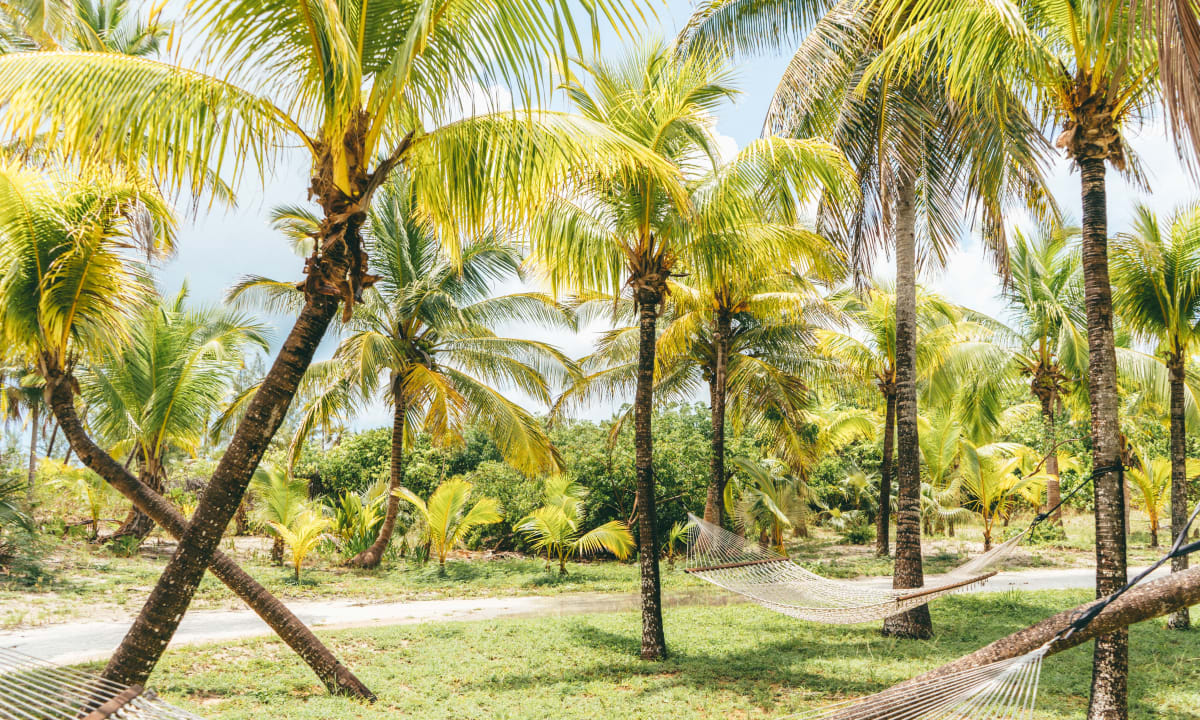 Photo of hammocks and palm trees at Eleuthera, Bahamas by Cristofer Maximilian on Unsplash