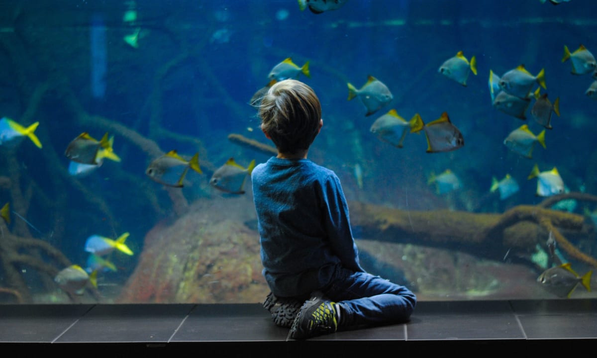 Photo of a boy sitting in front of a display at Aquarium Berlin in Berlin, Germany by Biljana Martinić on Unsplash