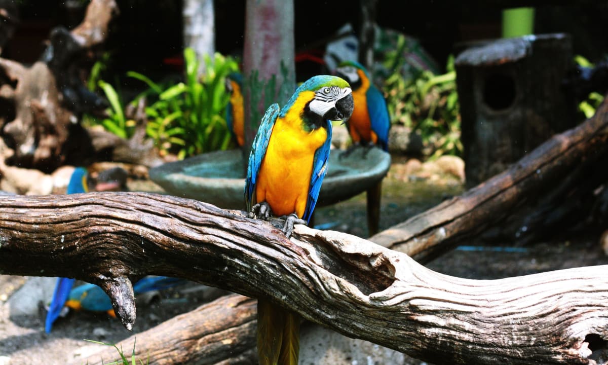 Photo of multi-colored parrots in a zoo by Honey Fangs on Unsplash
