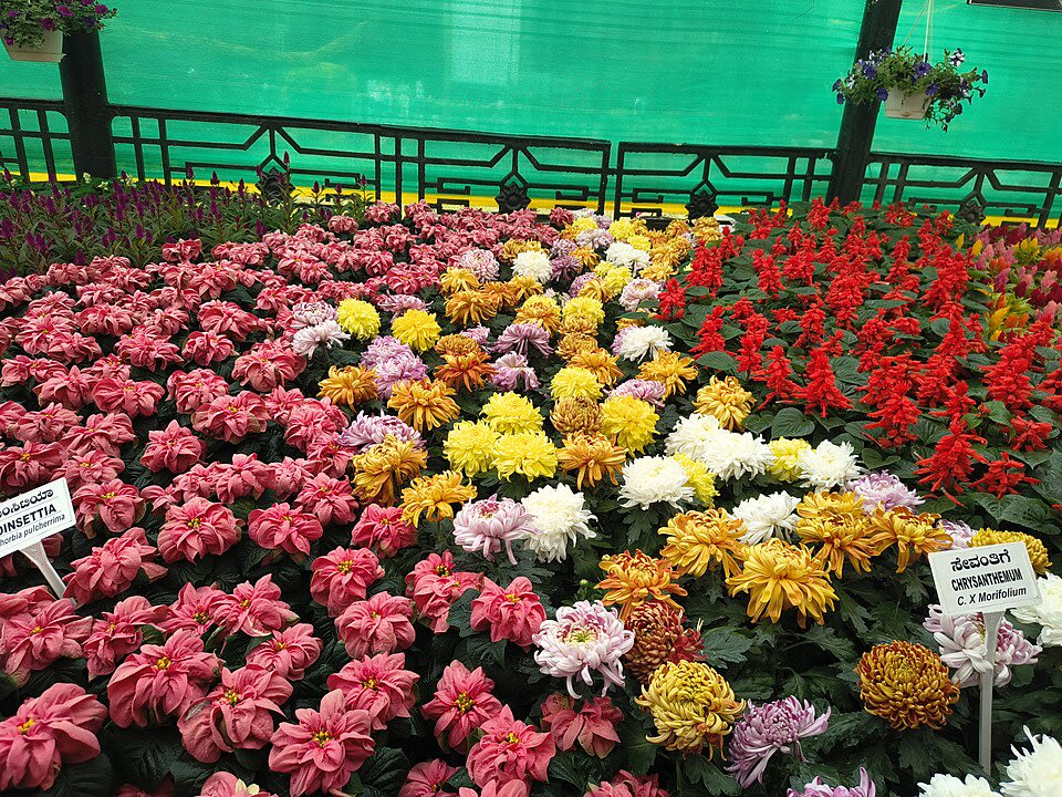 Lalbagh Botanical Garden photo 2