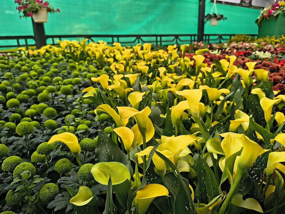 Lalbagh Botanical Garden photo 3