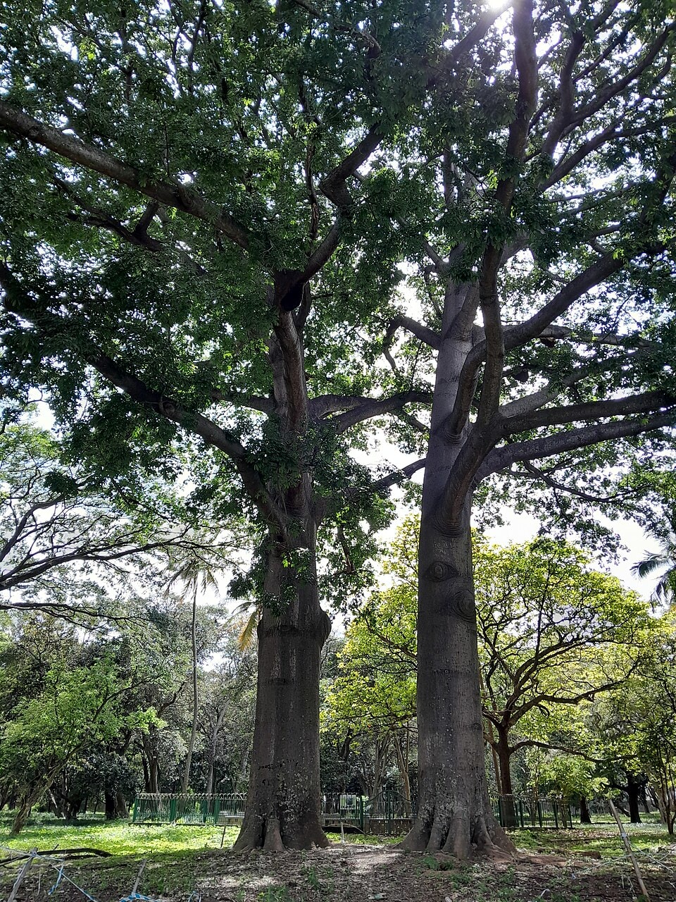 Lalbagh Botanical Garden photo 5