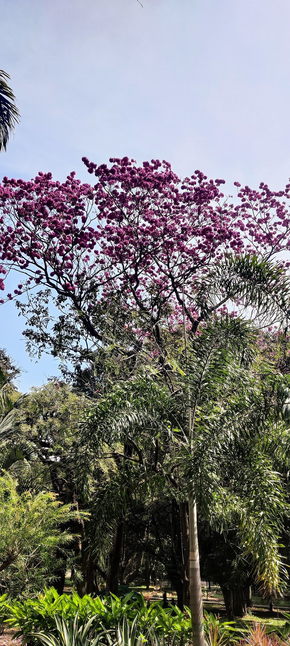 Cubbon Park photo 6