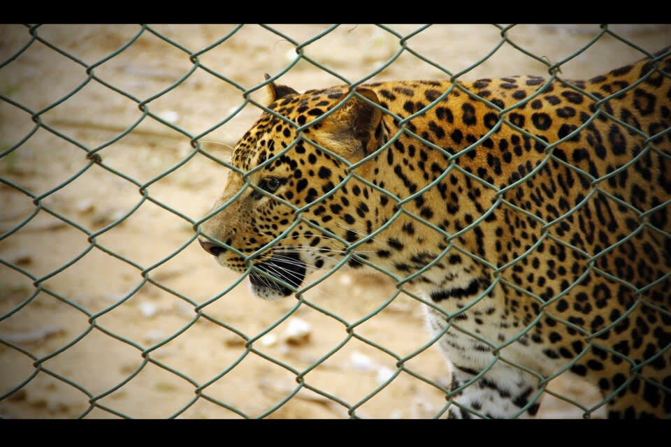 Bannerghatta National Park photo 2