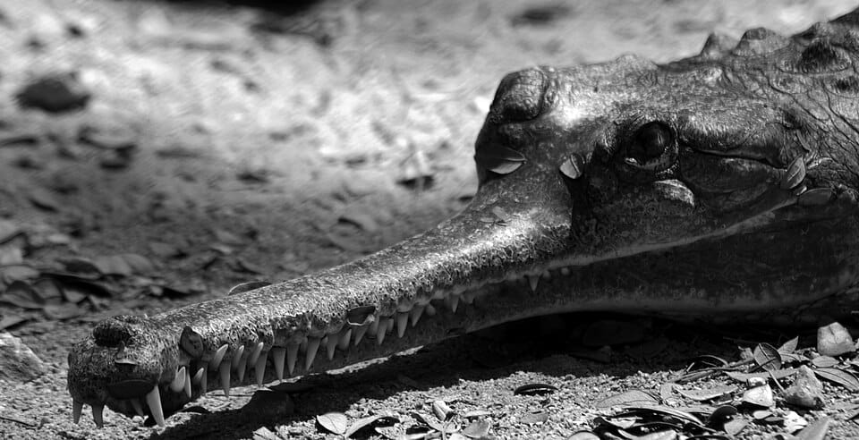 Bannerghatta National Park photo 5