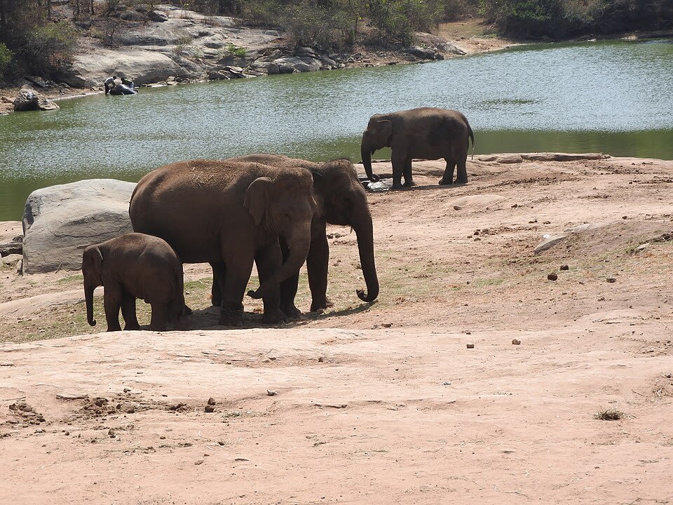 Bannerghatta National Park photo 6