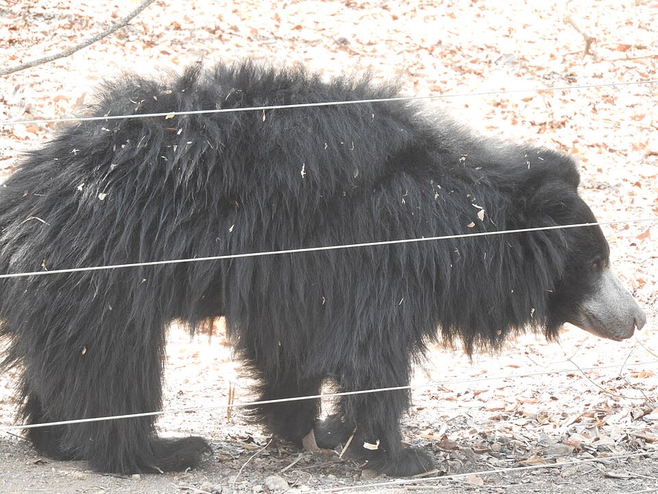 Bannerghatta National Park photo 7
