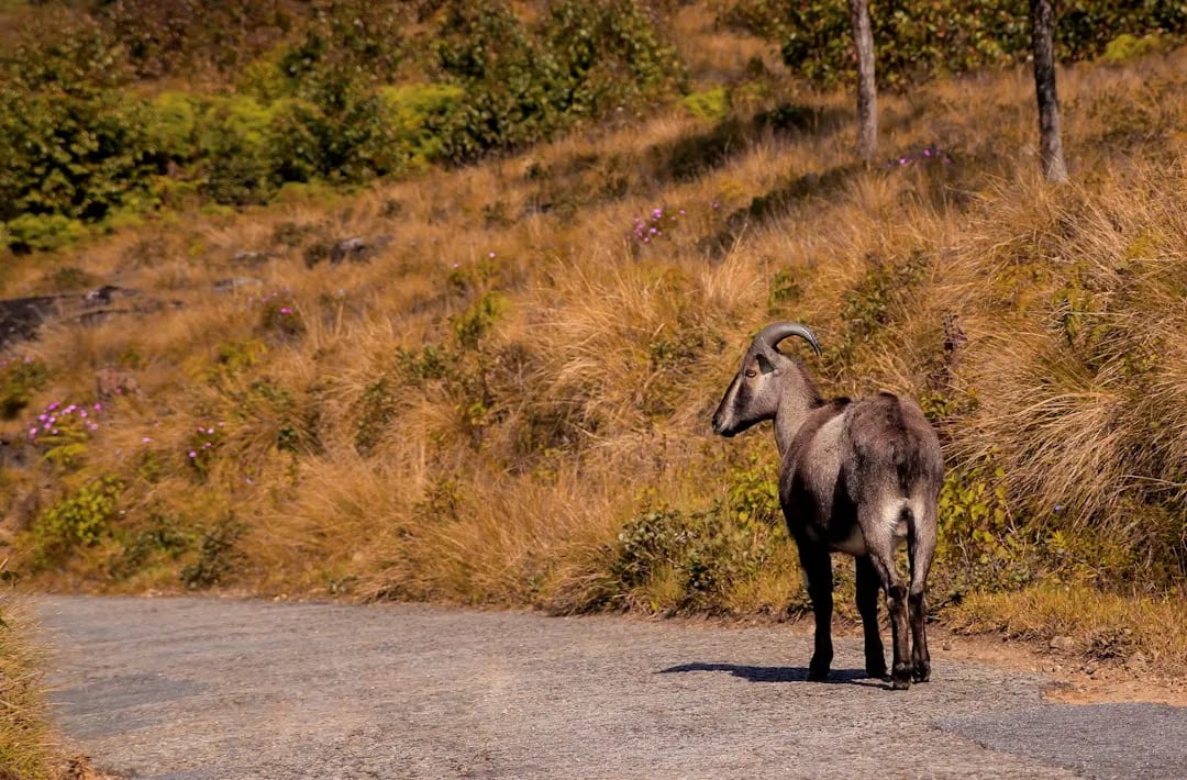 Eravikulam National Park