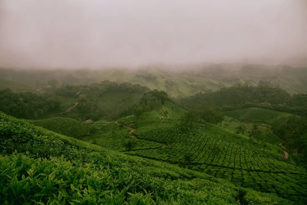 Tea Gardens & Tata Tea Museum