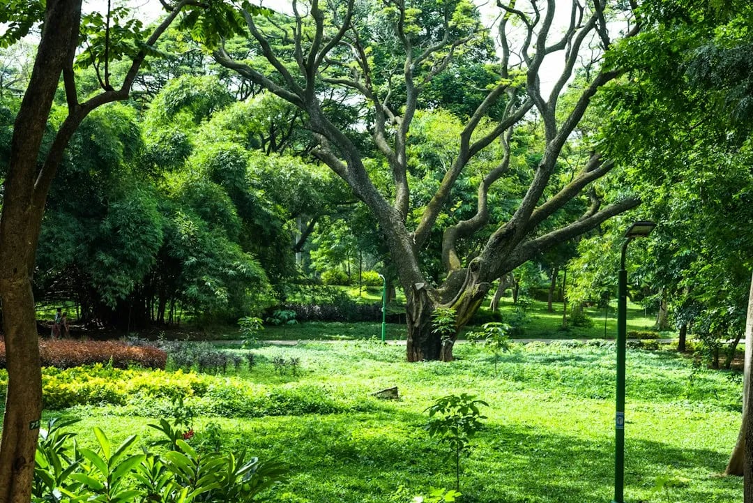 Bannerghatta National Park