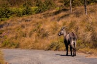 Eravikulam National Park