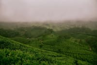 Tea Gardens & Tata Tea Museum