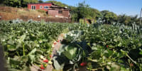 Strawberry Farms