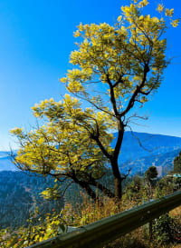 Binsar Wildlife Sanctuary