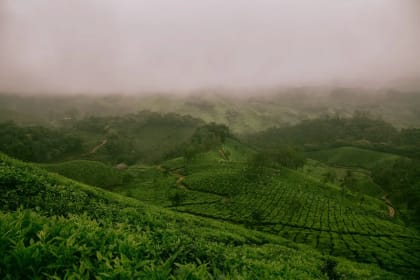 Tea Gardens & Tata Tea Museum