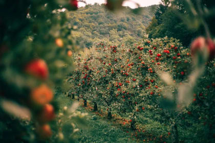 Chaubatia Orchards & Gardens