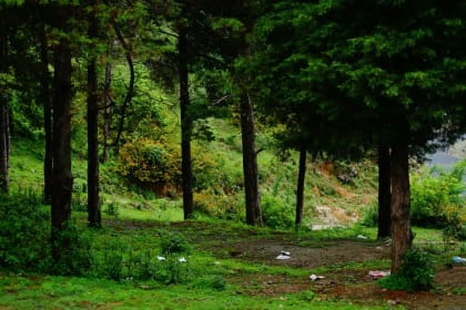Company Garden