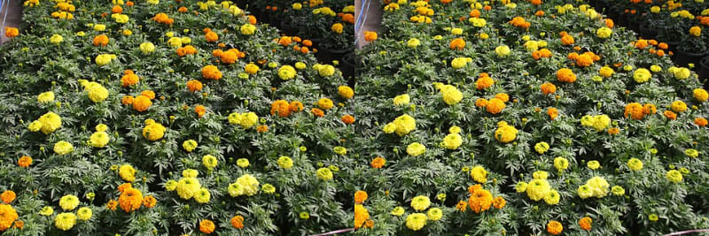 Mussoorie