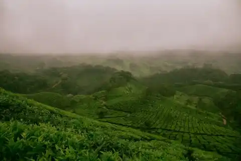 Tea Gardens & Tata Tea Museum, Munnar