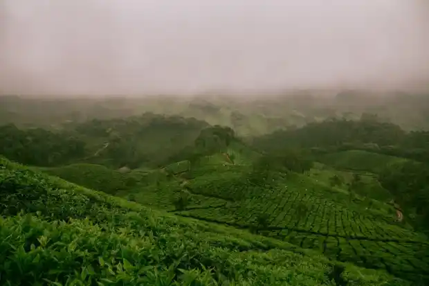 Tea Gardens & Tata Tea Museum in Munnar, Kerala