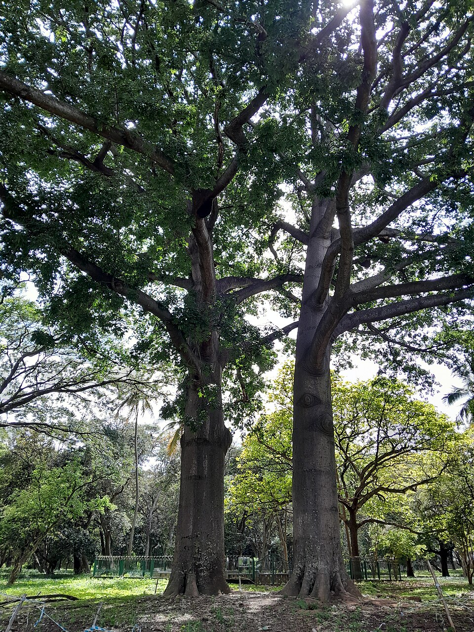 Lalbagh Botanical Garden photo 5