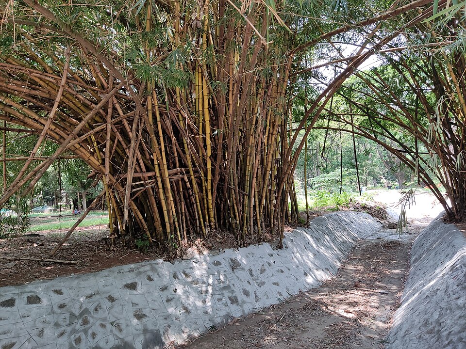 Cubbon Park photo 2