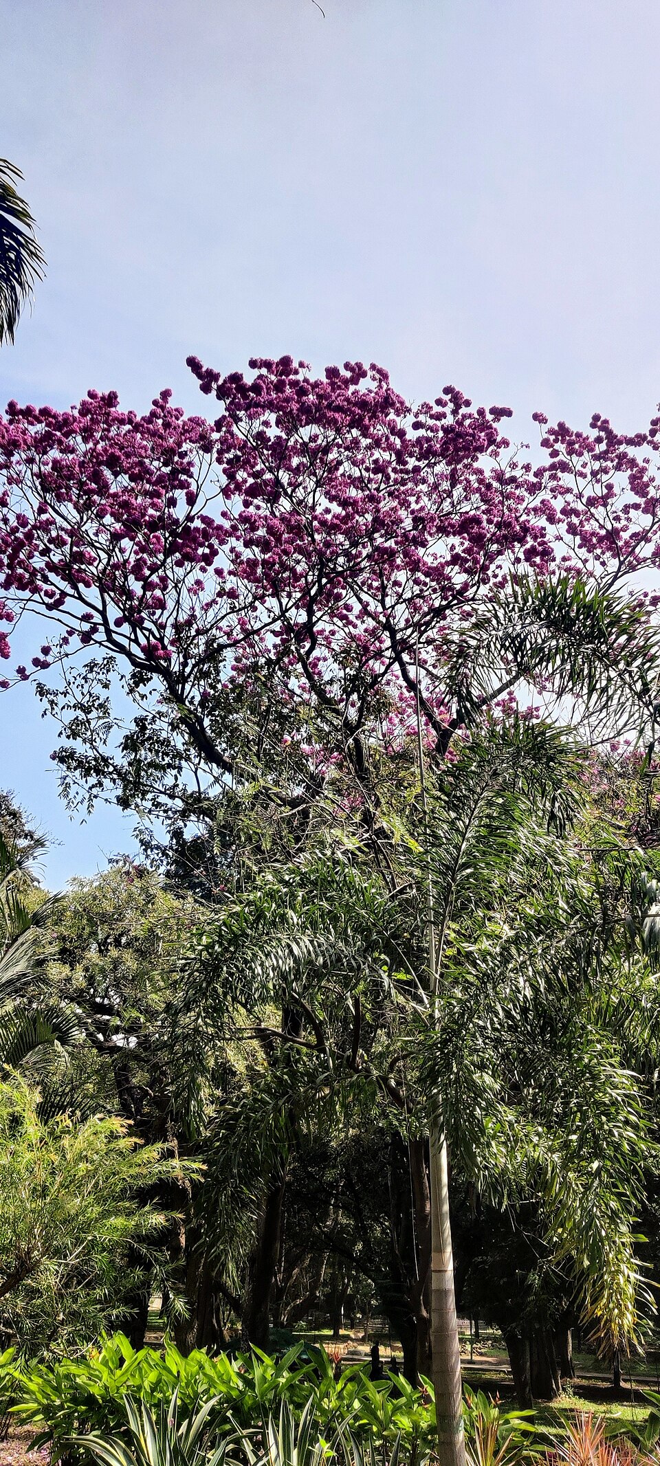 Cubbon Park photo 6