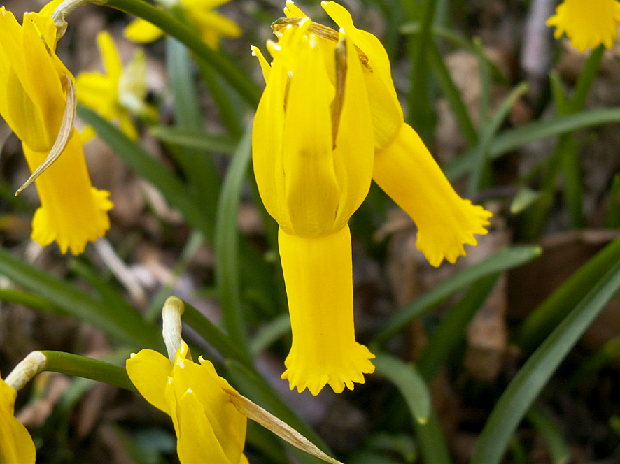 1. Narcissus cyclamineus