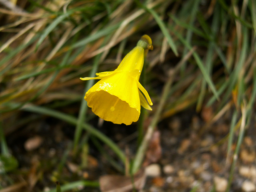 2. Narcissus bulbocodium