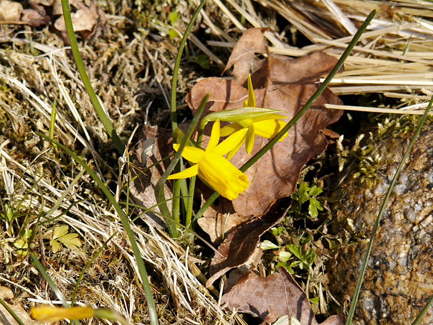 3. Narcissus caramulensis