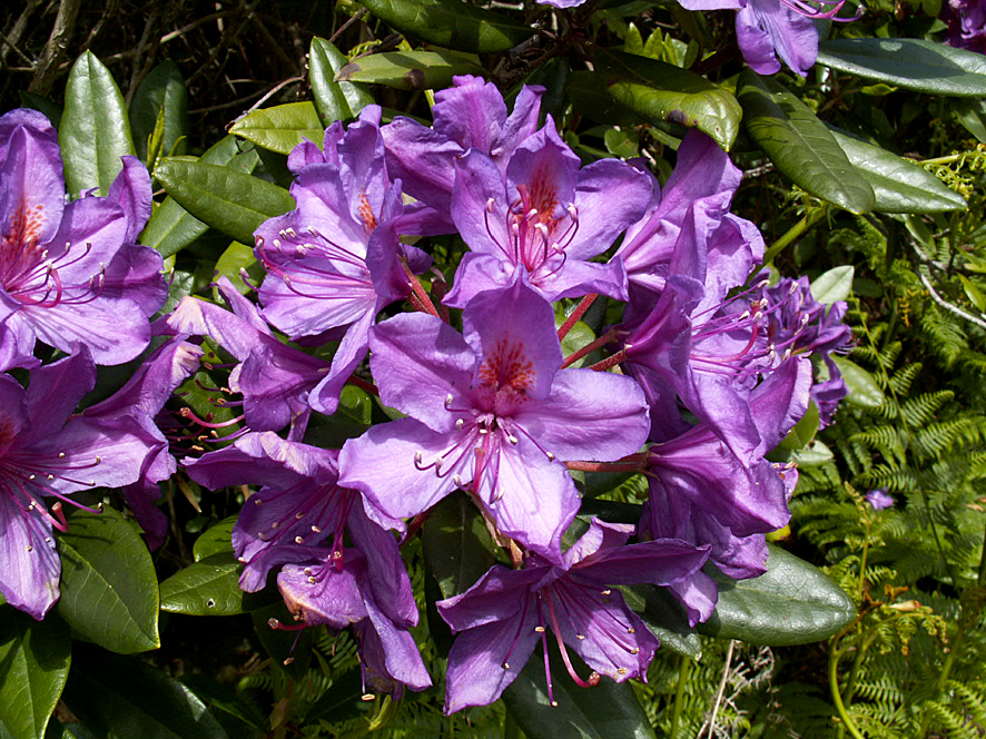 4. Rhododendron ponticum