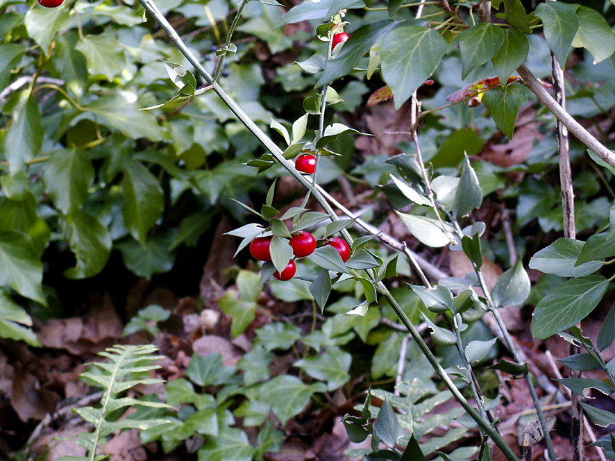 5a. Ruscus aculeatus