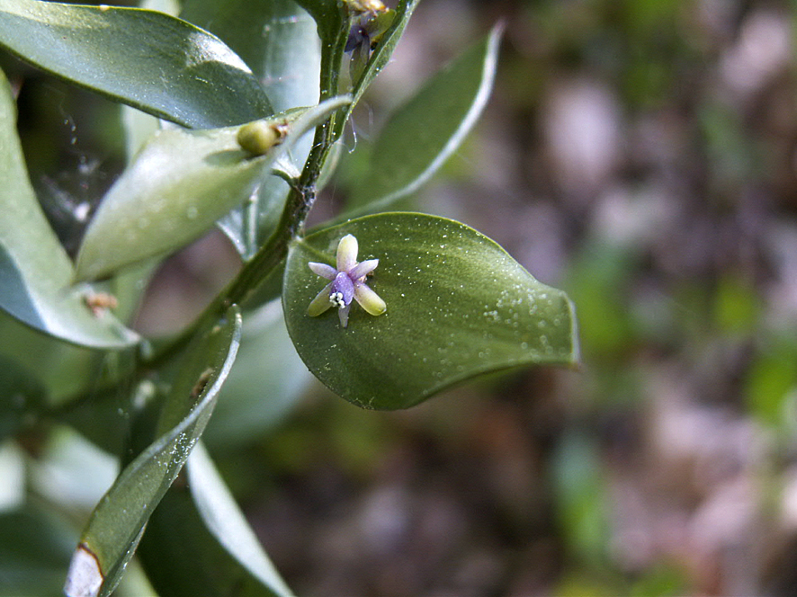 5b. Ruscus aculeatus