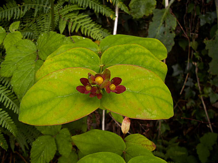 6. Hypericum androsaemum
