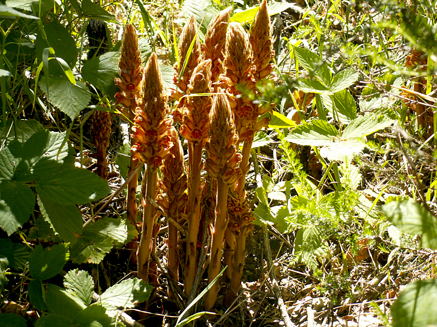 7. Orobanche rapum genistae
