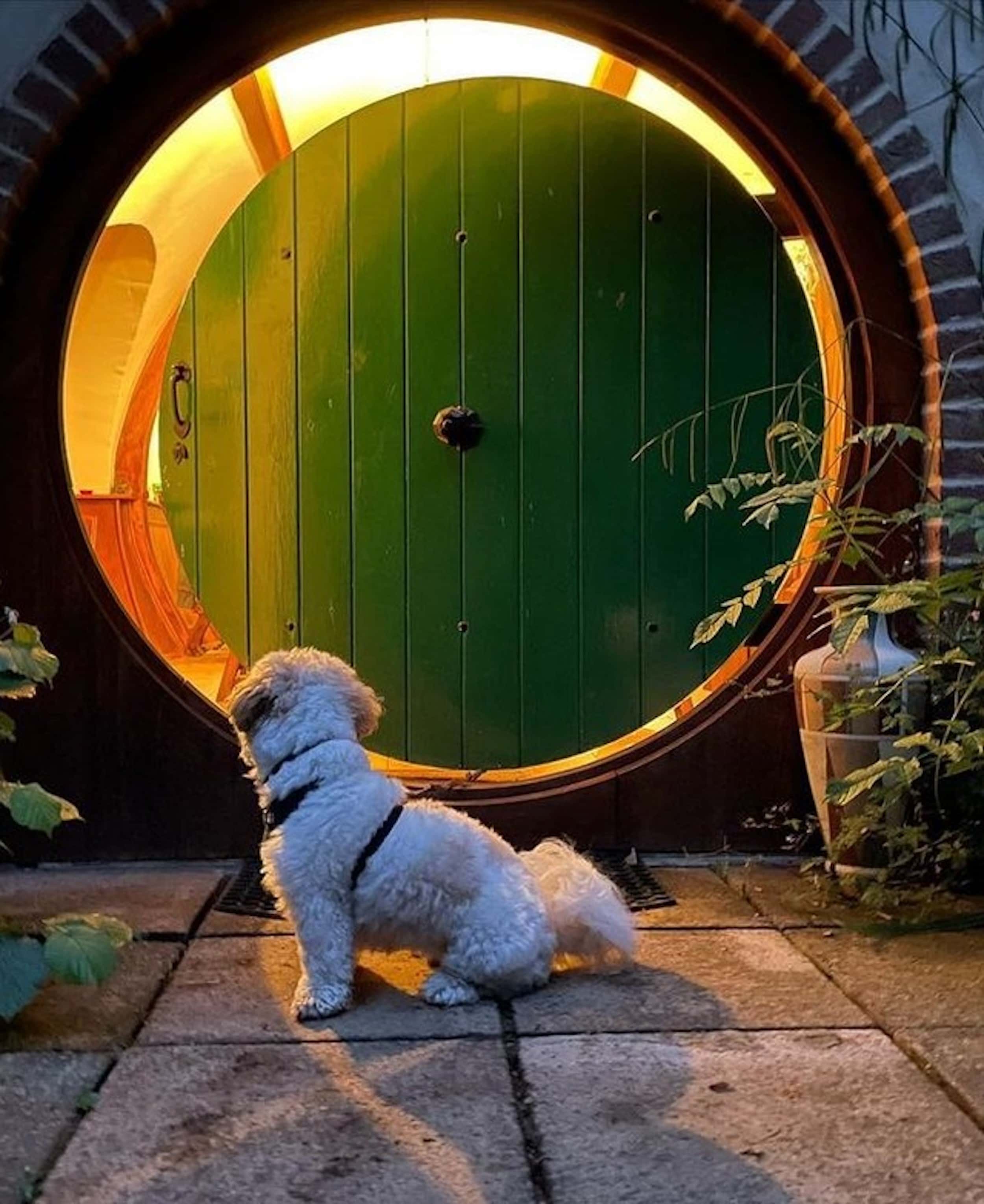 Pod Hollow Dog at West Stow Pods