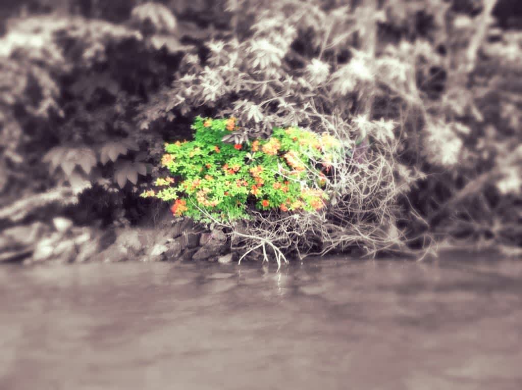 Flame Azalea on the shore of Lake Glenville