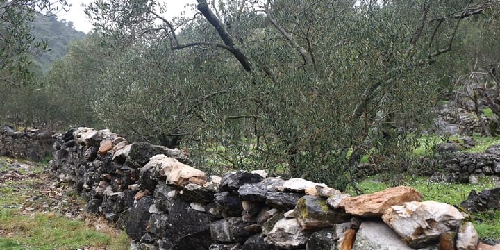 Maslina simbol mira, života, obilja, vječnosti, zdravlja, učenosti i mudrosti, predstavlja i dugovječnost života na otoku Mljetu (Foto: D.Vranar)