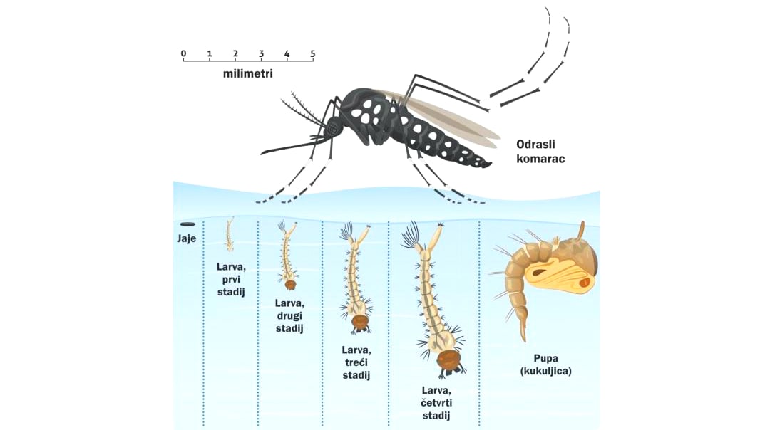 U Zagrebu se otvara izložba "KOMARCI najsmrtonosnije životinje na