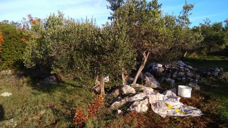 Wie Sieht Eine Olivenernte Auf Der Insel Hvar Aus
