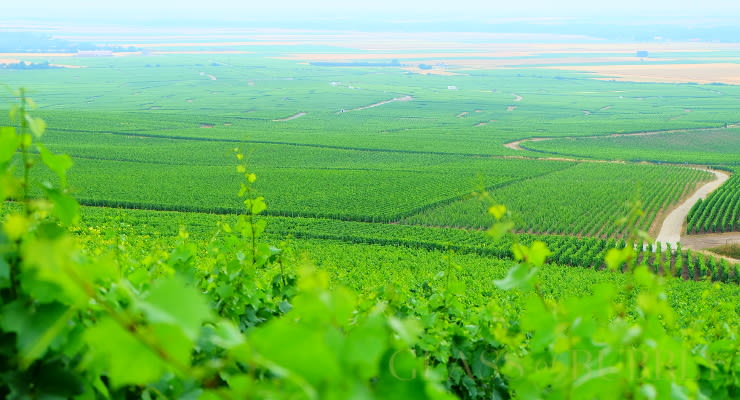 Visit of Epernay & Multiple Champagne Tastings in a Vineyard