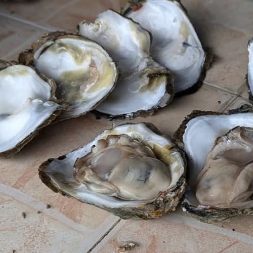 Genuinely Live, Fresh Oysters on Koh Samui รูปที่ 3