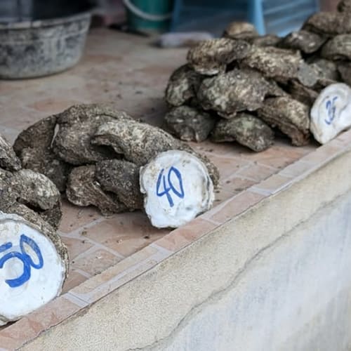 Genuinely Live, Fresh Oysters on Koh Samui รูปที่ 4