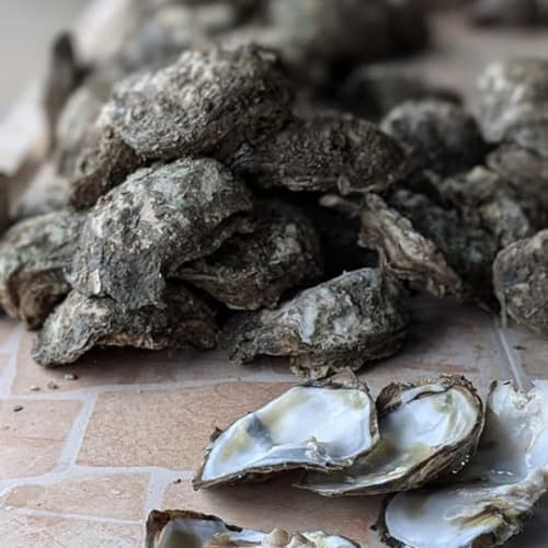 Genuinely Live, Fresh Oysters on Koh Samui รูปที่ 5