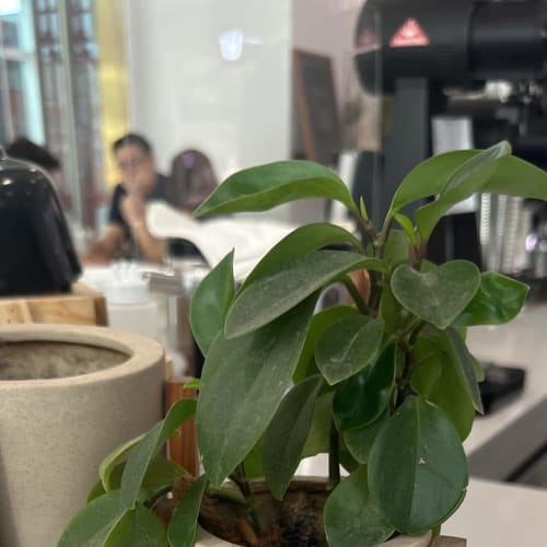 Minimal Plant Pot with Stand for a Cafe-Style Home รูปที่ 1